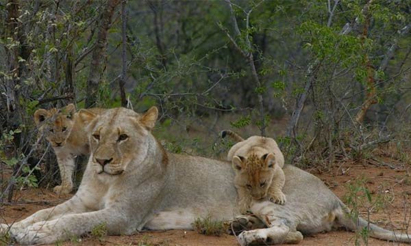 TV Brasil estreia série Ícones da Vida Selvagem nesta quinta, dia 30 foto ilustrativa