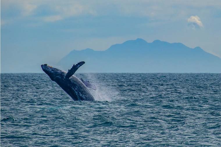 Foto de salto de baleia em alto mar