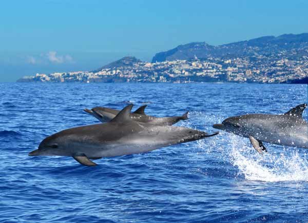 Foto de golfinhos para observação