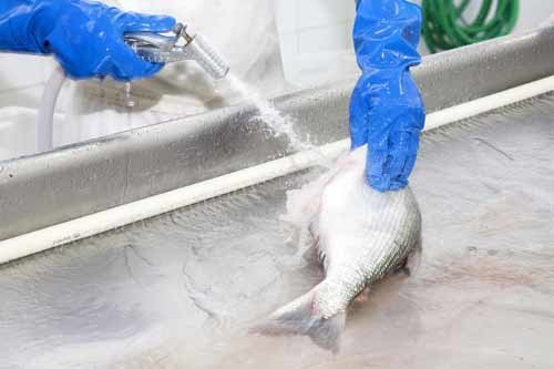 foto de análise em pescado